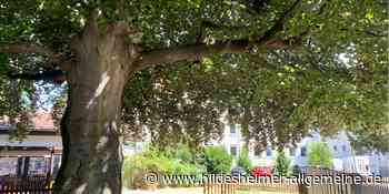 Bauprojekt in Hildesheim: Noch Hoffnung für 120 Jahre alte Buche am Hindenburgplatz? - www.hildesheimer-allgemeine.de