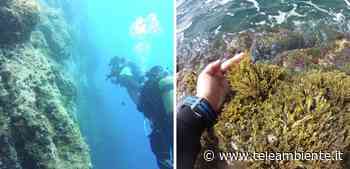 Capri, il progetto salva-Faraglioni che reintroduce le foreste subacquee dopo la distruzione - Notizie da TeleAmbiente TV News - TeleAmbiente TV