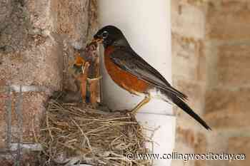 PHOTO GALLERY: In the robin's nest, from birth to first flight - CollingwoodToday.ca