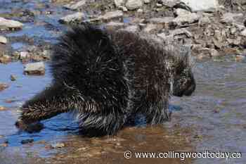 COLUMN: Beware the pesky porcupine poking around area! - CollingwoodToday.ca