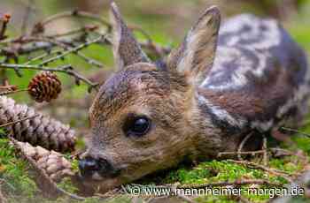 Rehkitz in Mannheimer Dossenwald gerissen - Appell an Hundebesitzer - Mannheim - Nachrichten und Informationen - Mannheimer Morgen