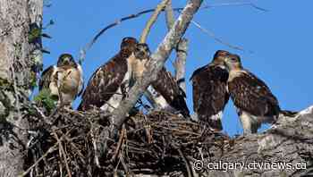 Calgary weather for Monday, July 4 | CTV News - CTV News Calgary