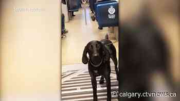 Andrew Harnett: BC transit dog named for Calgary officer | CTV News - CTV News Calgary