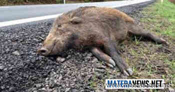 Matera, attenzione: grosso cinghiale su questa strada! I dettagli - Matera News