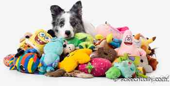 Smarter Than You Think: Scientists Find That Dogs Have Complex Mental Images of Familiar Things