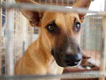 Infectious Cancer: Male Dogs Four Times More Likely To Develop Contagious Cancer on Nose or Mouth