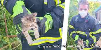 Verzweifelte Katzenmama sucht ihre Babys – Feuerwehr hilft mit Spezial-Gerät - Recklinghäuser Zeitung
