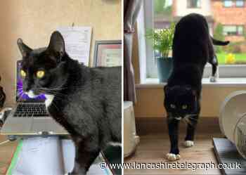 A loveable cat named Lenny needs a kind person to adopt him