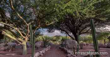 Peñoles y Fresnillo plc encabezan acciones de reforestación - NTR Zacatecas .com