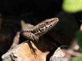 Bahnfahrende Eidechsen werden zum Problem - sie reisen so über die Alpen und verbreiten sich hier (Abo) - Liechtensteiner Vaterland