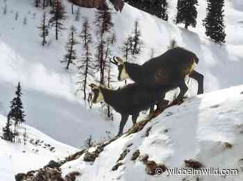Wie steht es um das Symboltier der Alpen? - IG Wild beim Wild