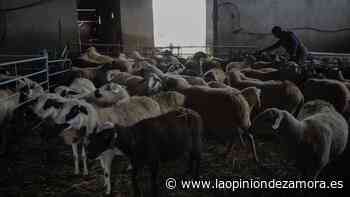 Lonja de Zamora: el ovino rompe la barrera de los 5 euros - La Opinión de Zamora