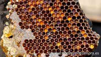 La miel de Las Obreras de Aliste CB, galardonada en Estados Unidos - La Opinión de Zamora