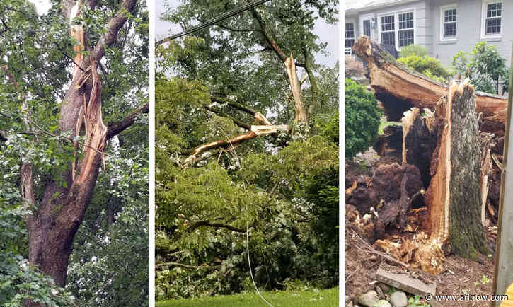 More storms expected today, after weekend storm fells numerous trees in Arlington
