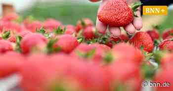 Preiskampf um die Erdbeere: In Oberkirch wird verhandelt - BNN - Badische Neueste Nachrichten