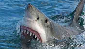 Due donne uccise dagli squali nei giorni scorsi nel Mar Rosso - Soverato Web