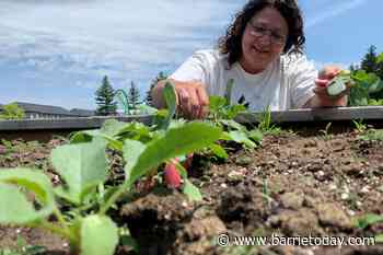 South-end community garden growing more than just vegetables - BarrieToday