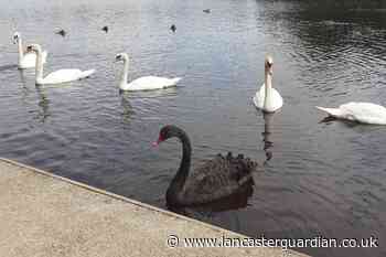 Have you spotted the rare black swan on the River Lune at Lancaster? - Lancaster Guardian