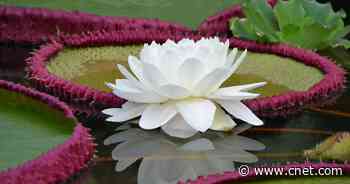 World's Largest Water Lily Hid in Plain Sight for 177 Years     - CNET