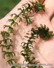 Treatment Against Invasive Plant at Southern End of Cayuga Lake Begins Thursday - fingerlakesdailynews.com