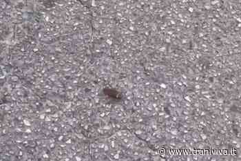 B(L)attiti Live? Trani invasa dagli scarafaggi - TraniViva