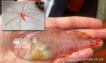 Scientists find rarely-seen, transparent fish and giant sea spider on deep sea expedition