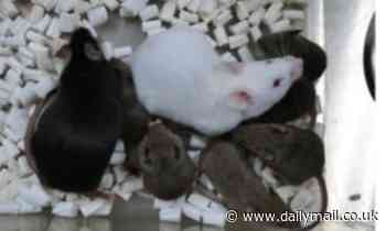 Mice cloned from freeze-dried cells successfully  breed, study shows