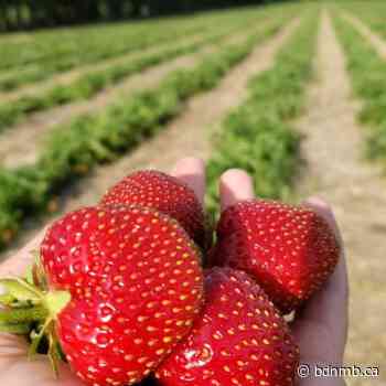 Grand Valley Strawberries set to open for the season | bdnmb.ca Brandon MB - bdnmb.ca Brandon MB