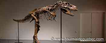 Un squelette rare de dinosaure bientôt aux enchères à New York