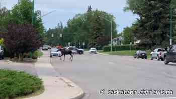 Saskatoon police work to round up moose | CTV News - CTV News Saskatoon