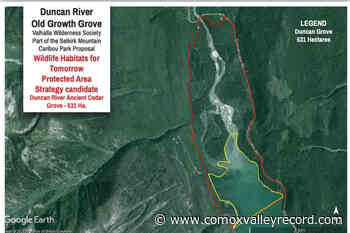 Petition asks for protection of ancient cedars at Duncan Lake – Comox Valley Record - Comox Valley Record