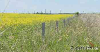 StatCan report shows more wheat planting, canola planting down despite strong demand