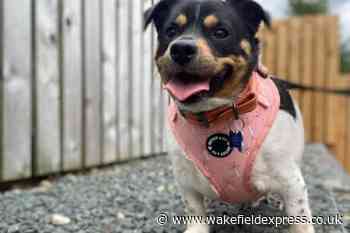 RSPCA: Dogs and cats looking for their forever homes - Wakefield Express