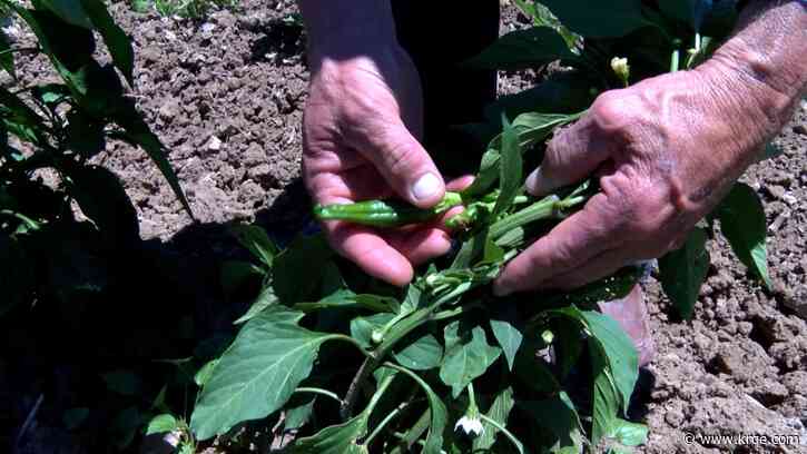 Famous New Mexico chile could cost more than usual this year