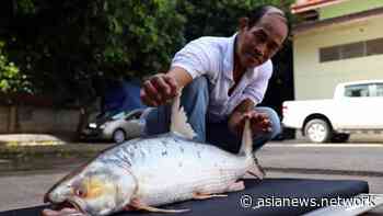 Return of Mekong giant salmon carp raises hopes - asianews.network