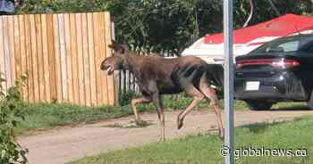 Two moose wander the streets of Saskatoon Tuesday morning