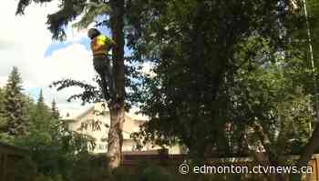 How Edmonton could protect trees on private property - CTV News Edmonton
