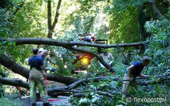 Brandweer verwijdert grote boom die over voetpad dreigt te vallen in Lelystad - flevopost.nl