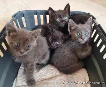 Termoli: Gattini affettuosi cercano famiglia - Termoli Online