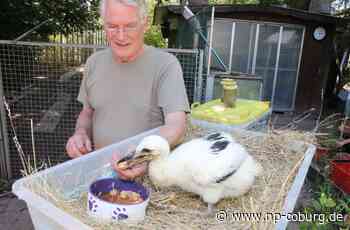 Coburger Tierarzt - Rettung für verstoßenes Storchenkind - Neue Presse Coburg
