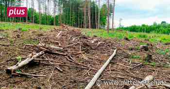 Ein klimagerechter Stadtwald? Neue Regeln in Herborn - Mittelhessen