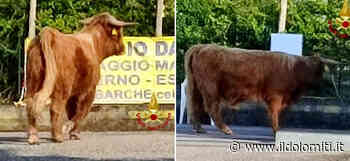 Paura sul Garda, il toro fugge dal recinto e scappa sulla strada provinciale (FOTO): bloccata al circolazione - il Dolomiti