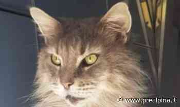 Samarate, salvato il gatto sul tetto - La Prealpina