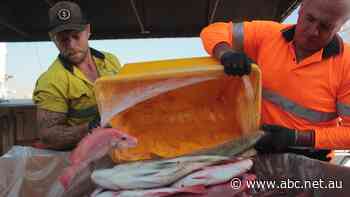 Seafood prices expected to hike in WA as surging fuel costs put the squeeze on fishers