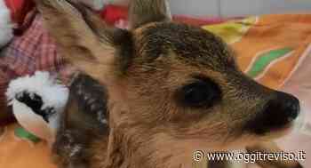 Treviso, operata la cucciola di capriolo ferita durante lo sfalcio dell'erba - Oggi Treviso