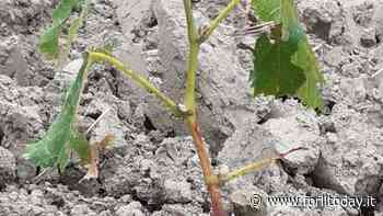 Caldo senza tregua, è invasione di insetti "alieni": erba medica e orti sotto attacco, l'analisi di Coldiretti - ForlìToday