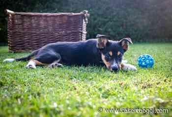 Cani che mangiano erba: i pericoli, cosa fare - Casertaoggi.com