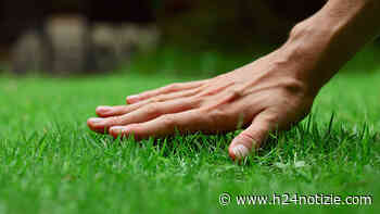 Tagliare l'erba in giardino: tagliaerba a scoppio vs tagliaerba a batteria - h24 notizie - portale indipendente di news dalla provincia - h24 notizie