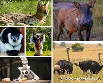 Born Free Foundation reveals dangerous wild animals in Sussex - The Argus