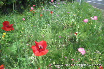 SHARE: Spreading a little beauty and seed – Maple Ridge News - Maple Ridge News